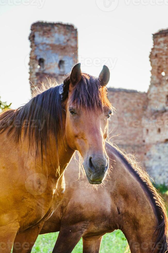 Beautiflu horse looking in the camera photo