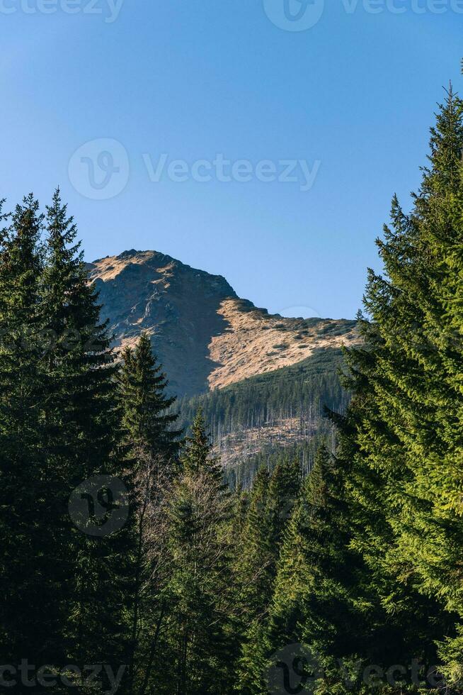 Mountain view through the evergreen forest photo