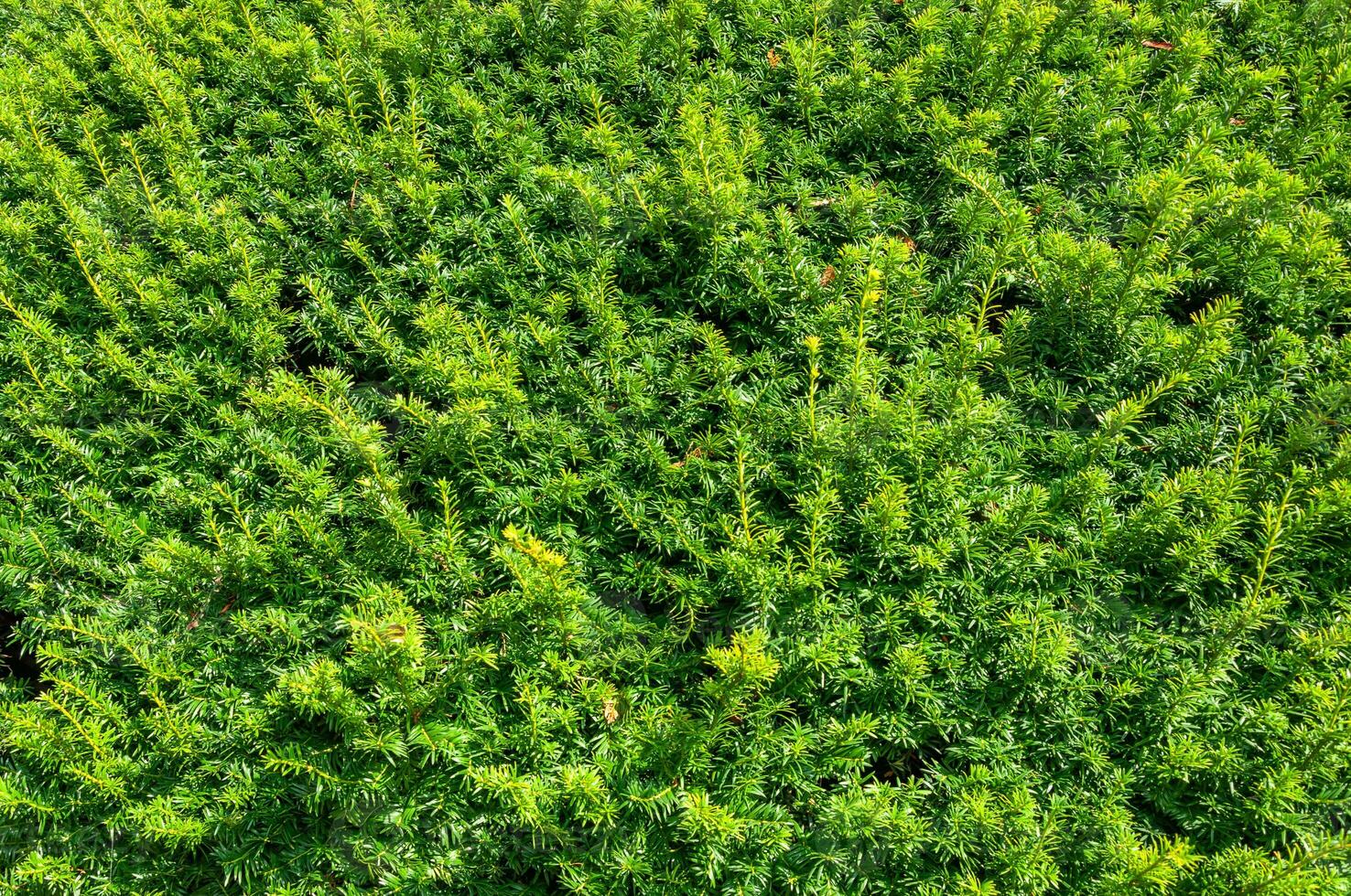 de cerca Disparo de un pino rama en el bosque foto