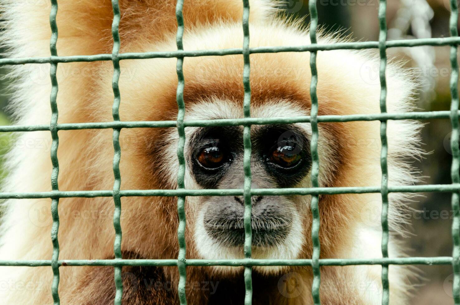 Sad gibbon in the cage photo