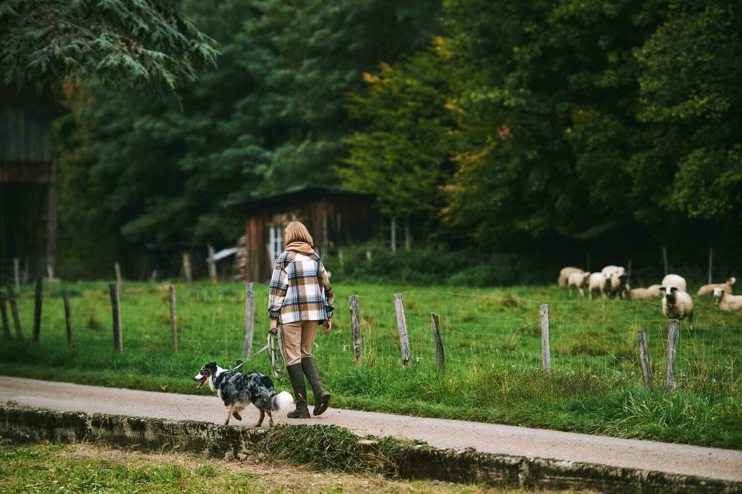 Farm landscape, young woman walking with australian shepherd dog photo