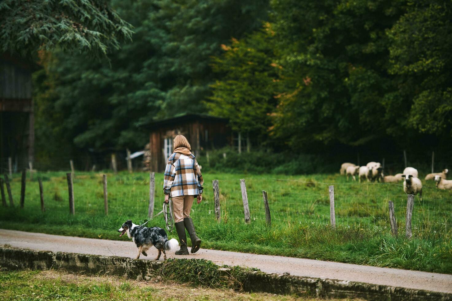 Farm landscape, young woman walking with australian shepherd dog photo