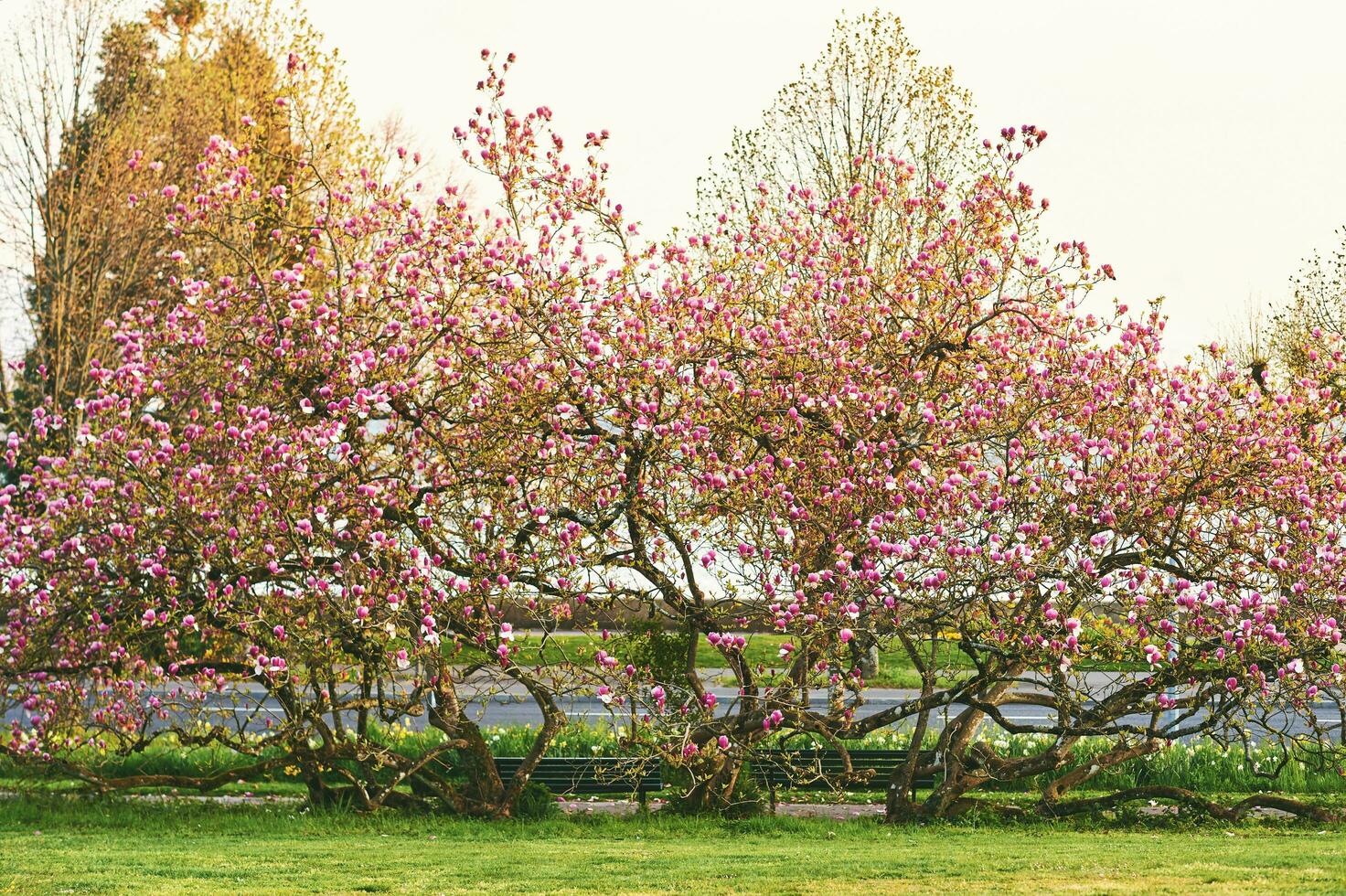 Spring green park with blooming magnolia trees photo
