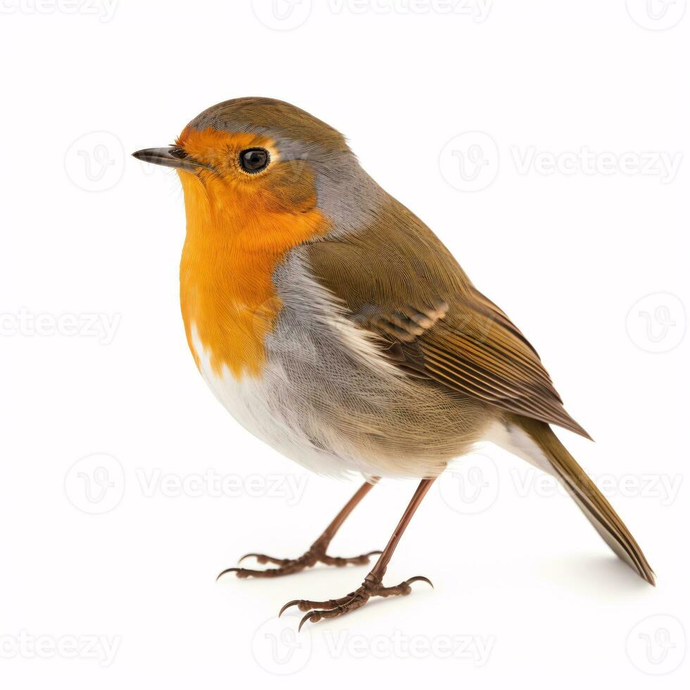 A solitary red robin Erithacus rubecula perched on blank white. photo