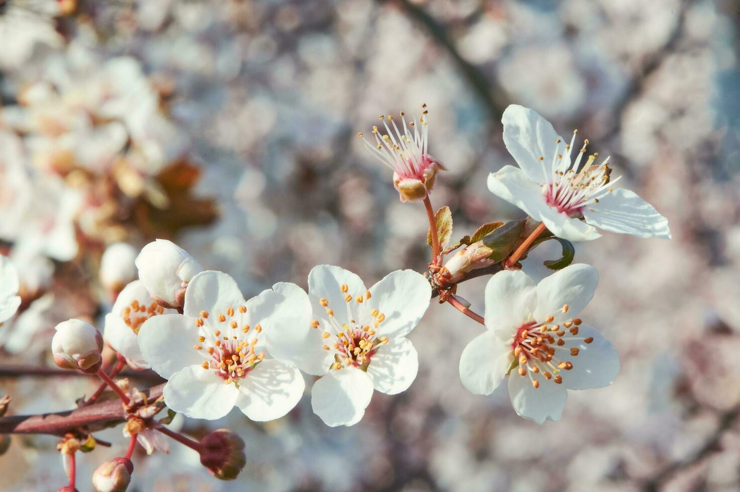 Nature background of blossoming pink apple or cherry flowers photo