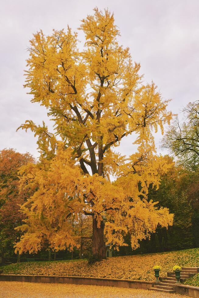 Beautiful gingko tree during fall season with bright yellow leaves, park Mon Repos, Lausanne, Switzerland photo