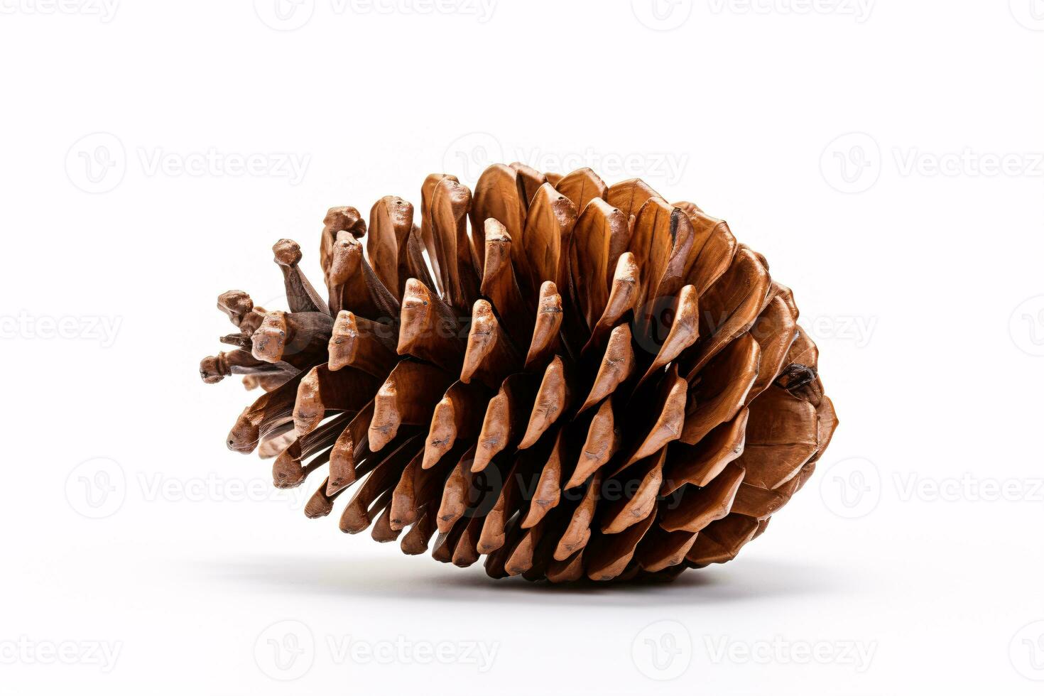 A hirsute pine cone on a pallid backdrop isolated. photo