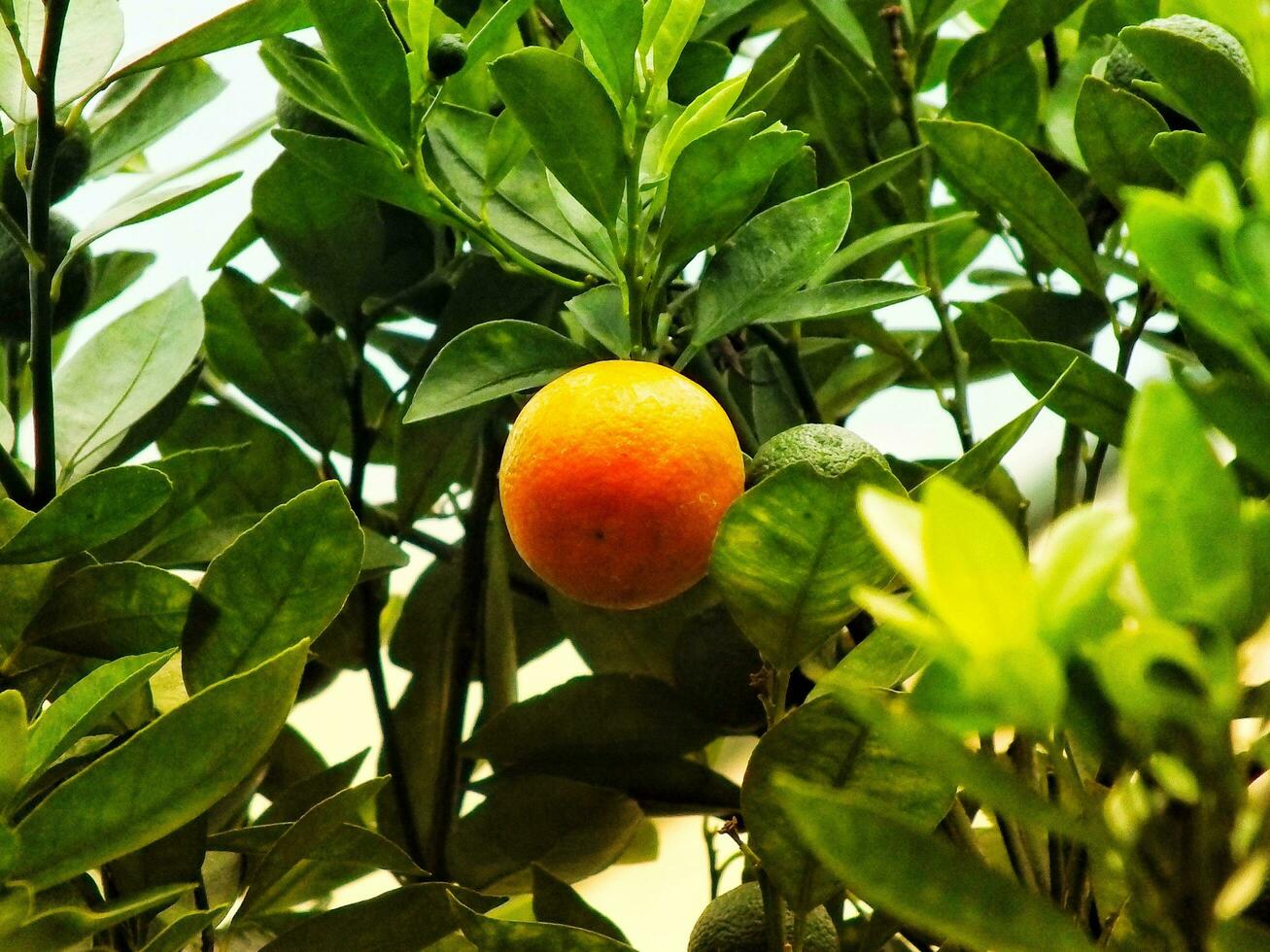 Ripe oranges fruit on a branch. Isolated on a green lush leaf background. Farmer concept image. photo