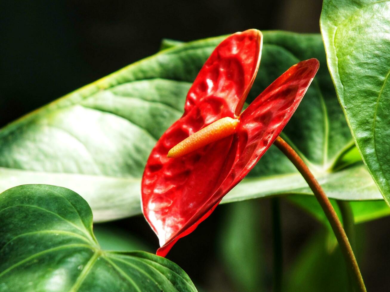 House plant red Anthurium in the garden. Anthurium andraeanum. Flower Flamingo flowers or Anthurium andraeanum symbolize hospitality. photo