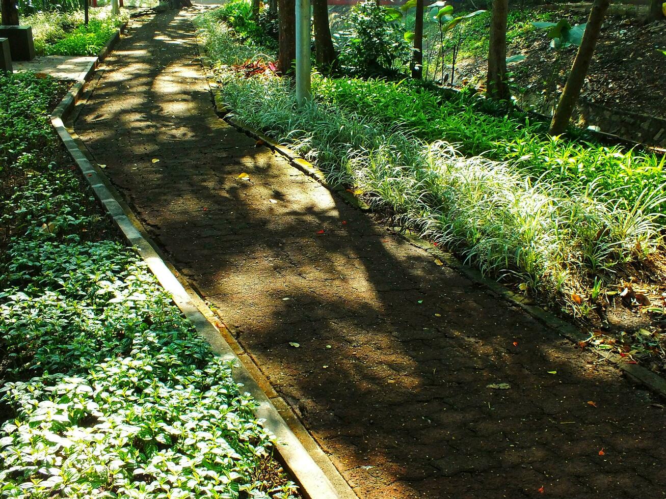 Beautiful panorama of green park in the morning. Sunlight penetrates the trees. Lush green grass beside the path and surrounded by trees photo