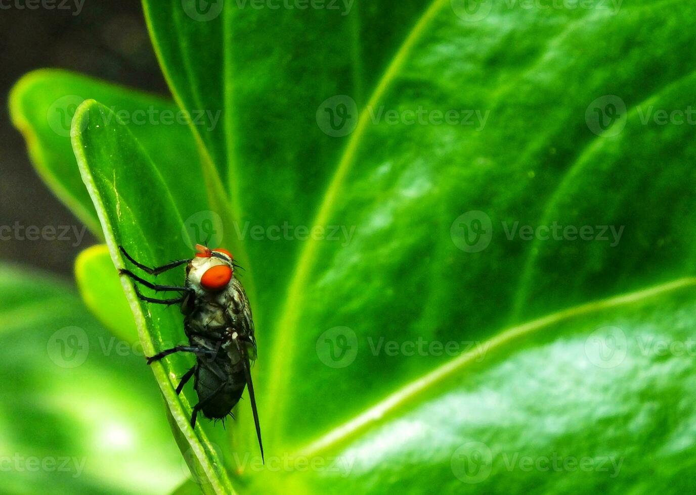 mosca doméstica. mosca doméstica aislado en verde hoja antecedentes. insecto mosca doméstica en en verde hoja. común mosca doméstica insecto. foto