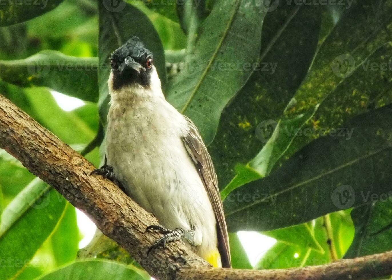 Portrait of the Sooty headed bulbul spearch on branch. Asian Indonesian Bird. Bulbul bird perched on tree branch. Sooty headed Bulbul isolated on green nature blurred background. Golden vented Bulbul. photo