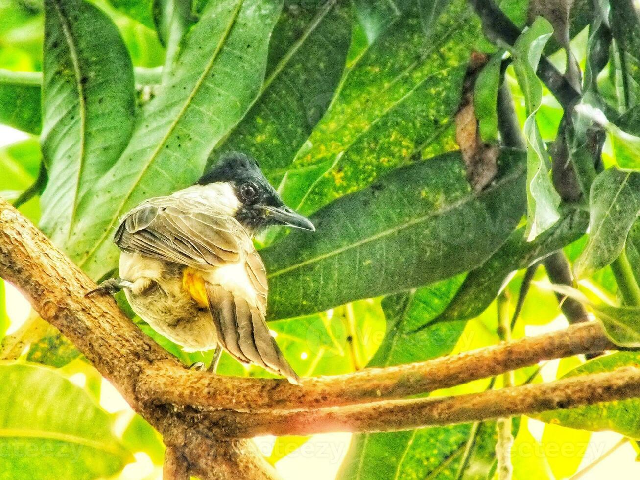 retrato de el holliniento con membrete bulbul lanza en rama. asiático indonesio pájaro. bulbul pájaro encaramado en árbol rama. holliniento con membrete bulbul aislado en verde naturaleza borroso antecedentes. dorado ventilado bulbul. foto