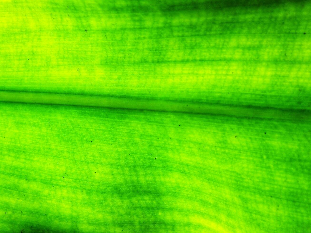 Defocus abstract background of natural greenery leaf. Bright Leaf textured. copy space for text. fresh and nature concept background photo