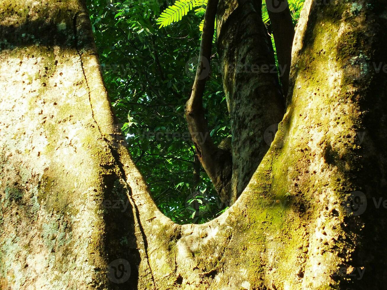 Big trees on the forest. Rain forest for sustainability life. Conservation of nature for environment protection against deforestation or climate change photo