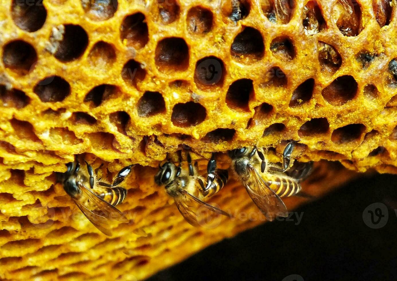 Beautiful honeycomb with bees crawls through the combs collecting honey. Beekeeping, produce honey for health. photo