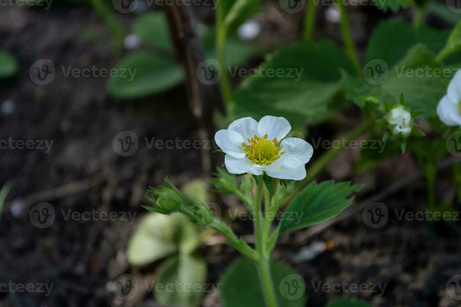 Strawberry with white flowers and green leaves, soil visible in the background. photo