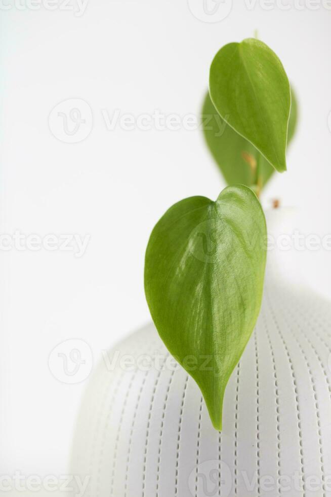 Close-up photo of Philodendron cream splash in a white vase.