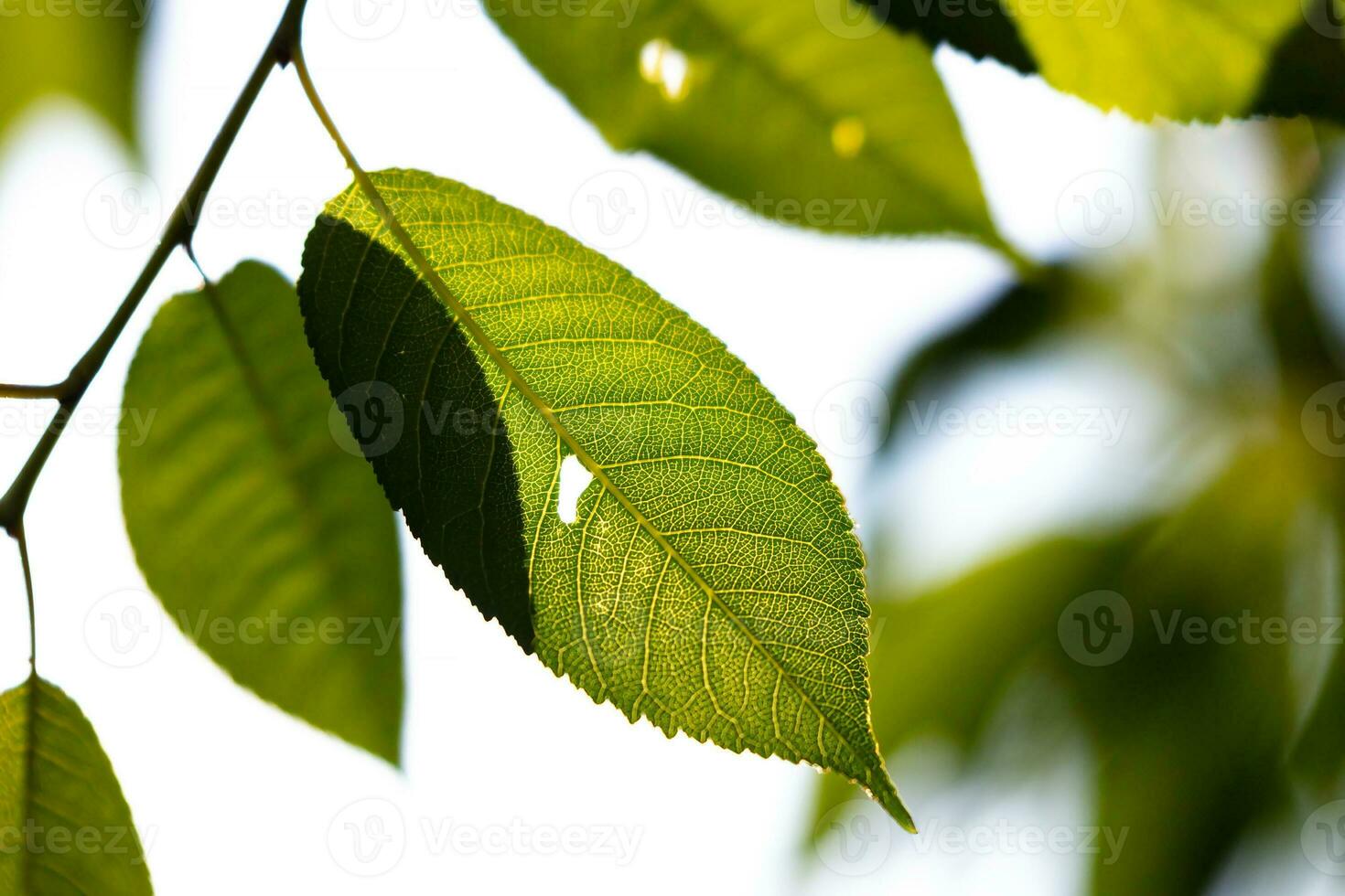 Green leaf and leaves. Fruit and vegetables. Plant and plants. Tree and trees. photo