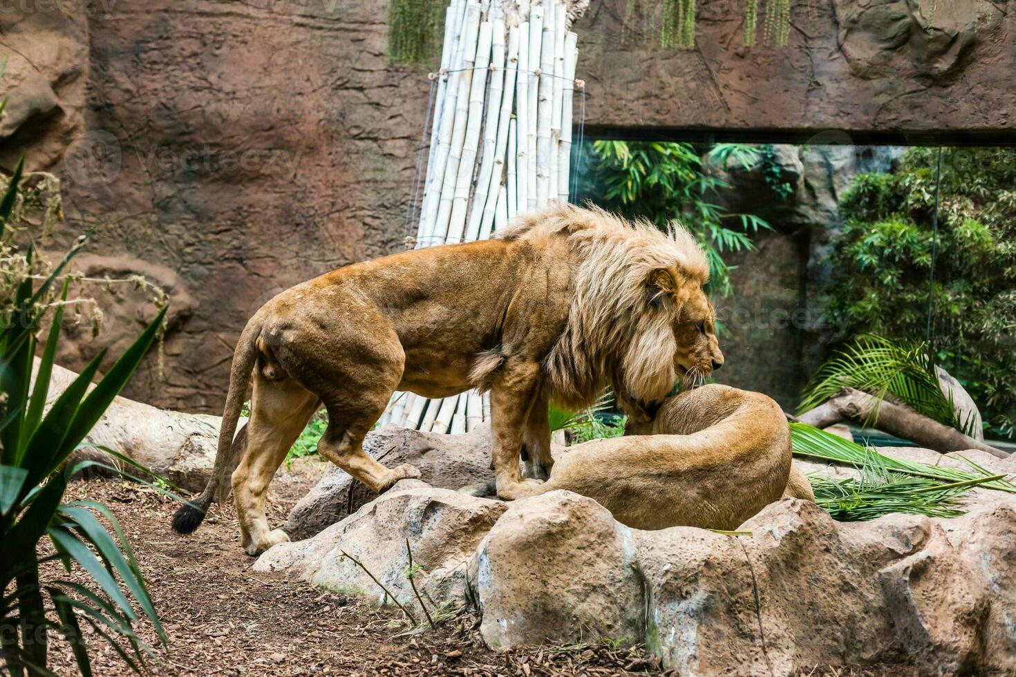 a group of lions and lionesses photo