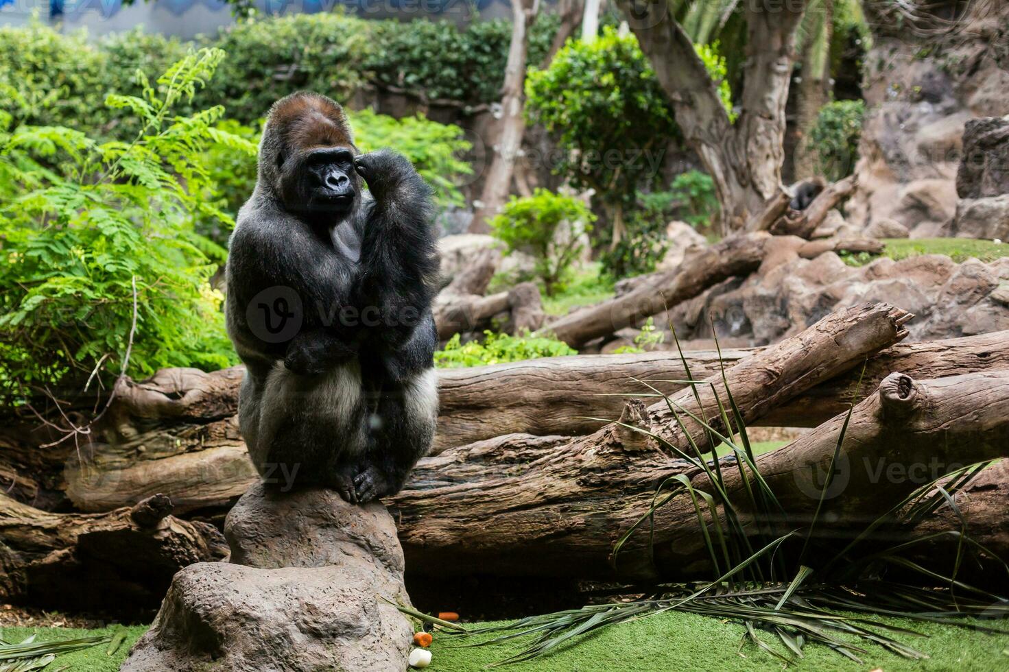 Silver back gorilla looking alert and menacing against a natural background photo