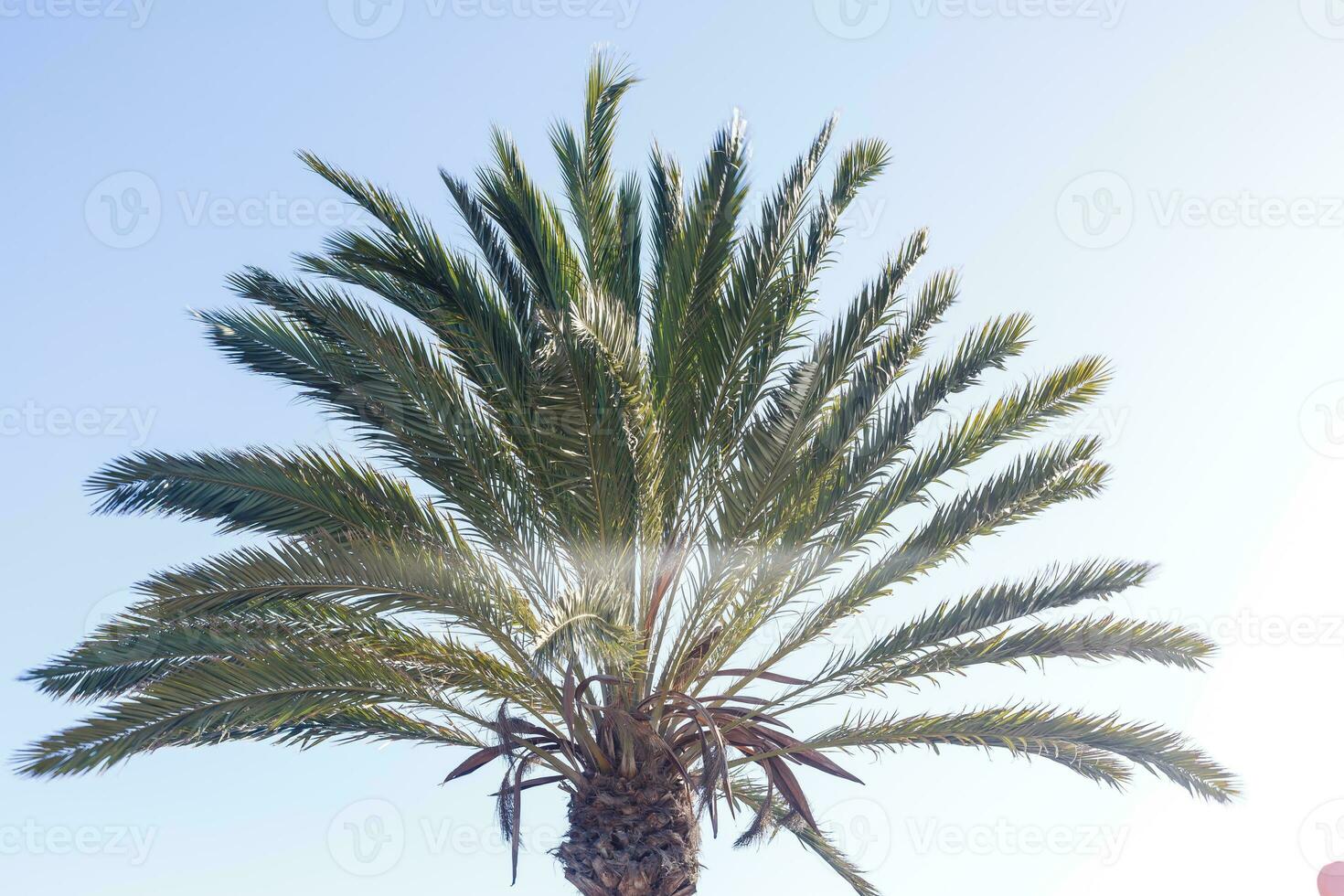 Coconuts palm tree perspective view from floor high up photo