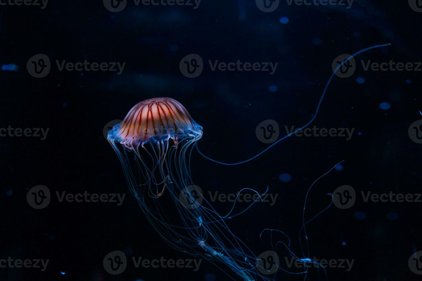 Small jellyfishes illuminated with blue light swimming in aquarium. photo