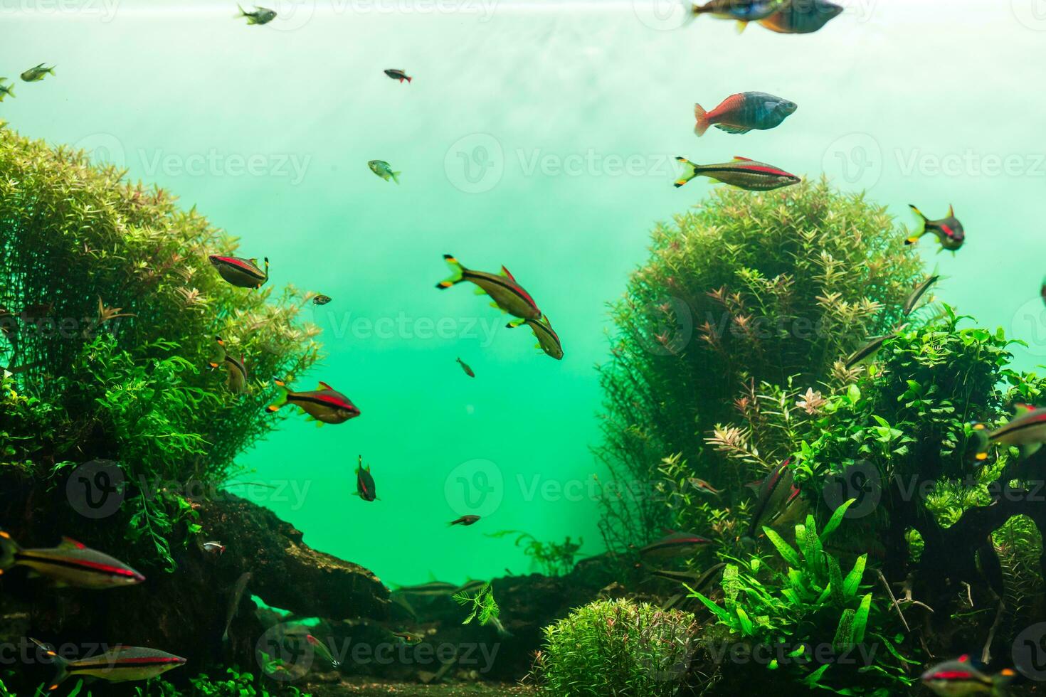 Wonderful and beautiful underwater world with corals and tropical fish. photo