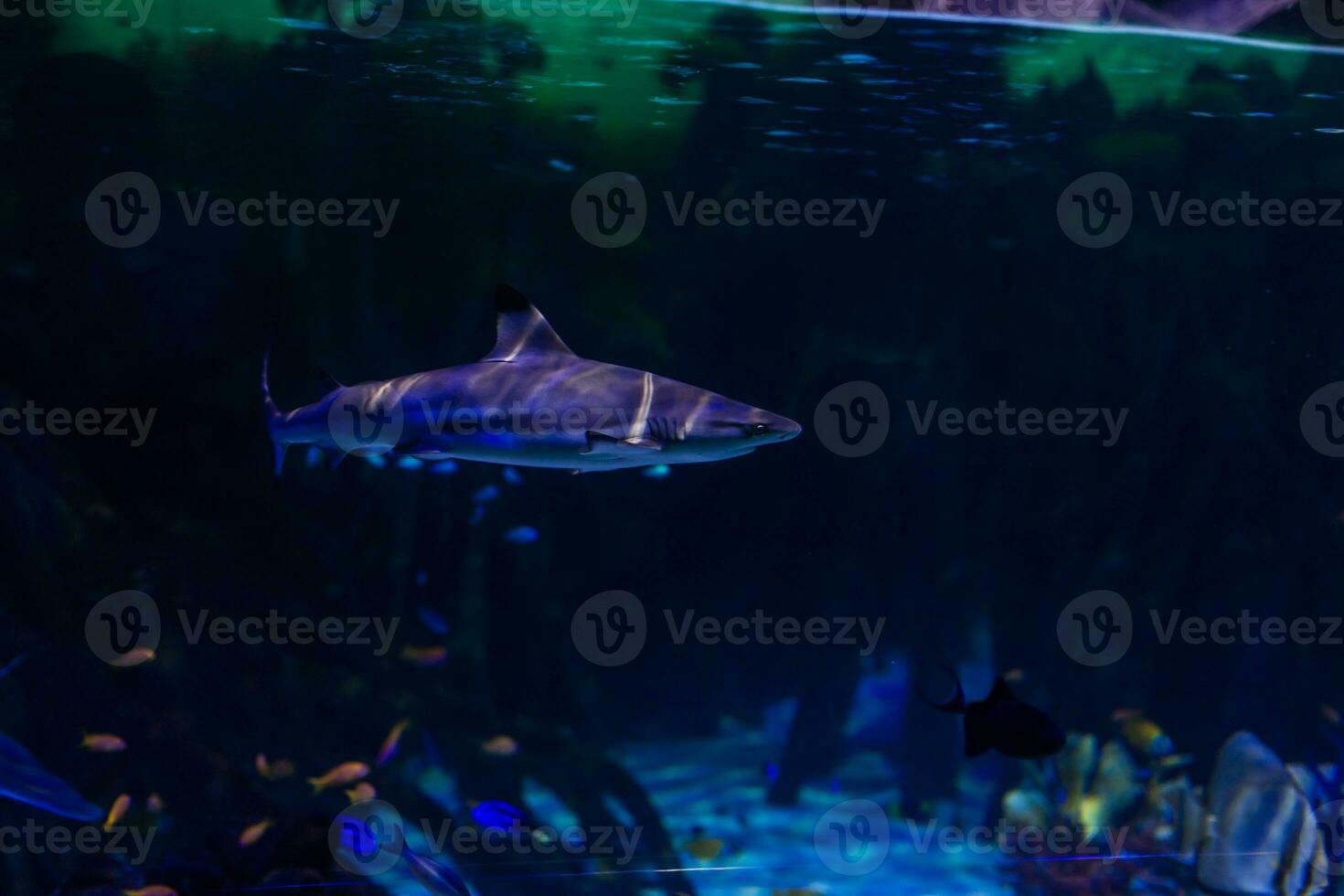 Wonderful and beautiful underwater world with corals and tropical fish. photo