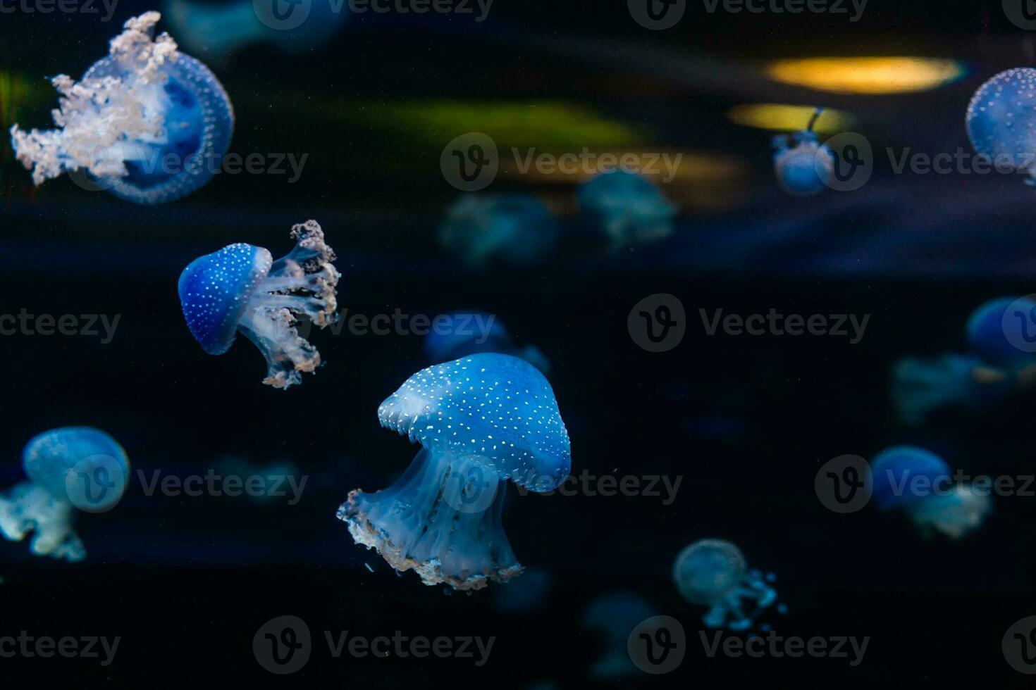 Jellyfish Classic Blue Pantone color of the year against a deep blue background photo