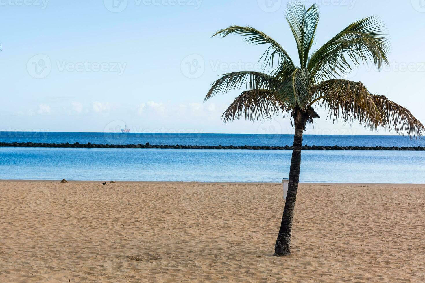 palm trees on the beach tenerife photo