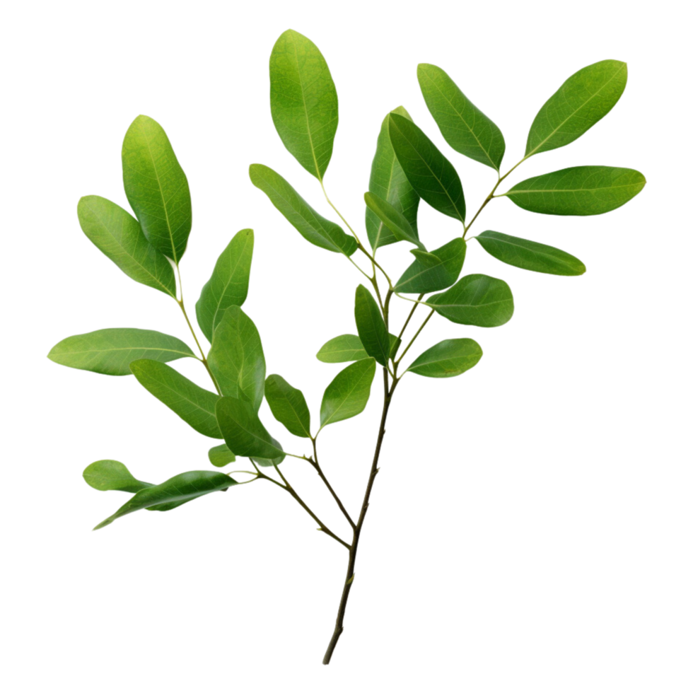 AI generated Branch of green leaves clip art png