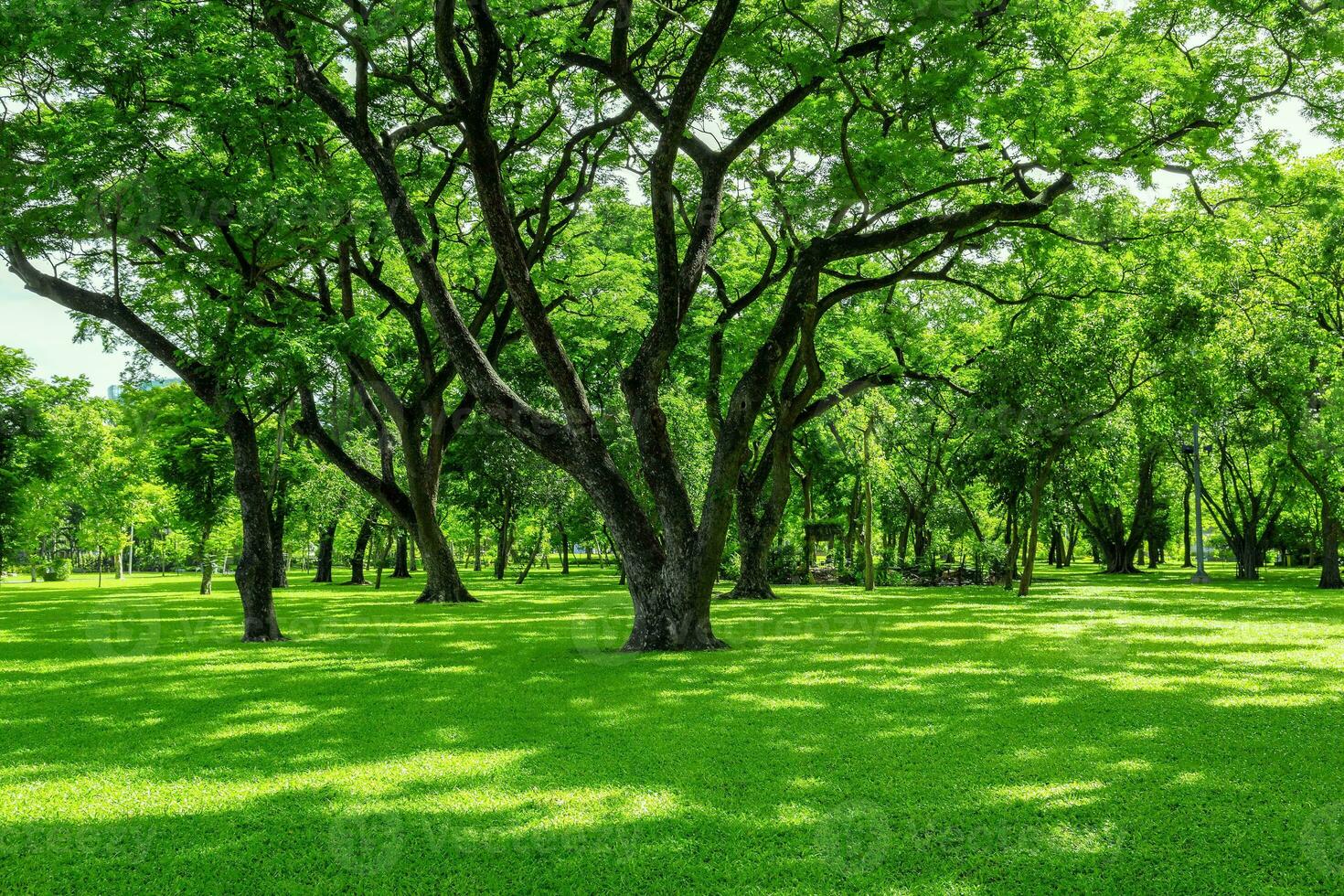 Green lawn in the morning with sunshine and shadows. photo