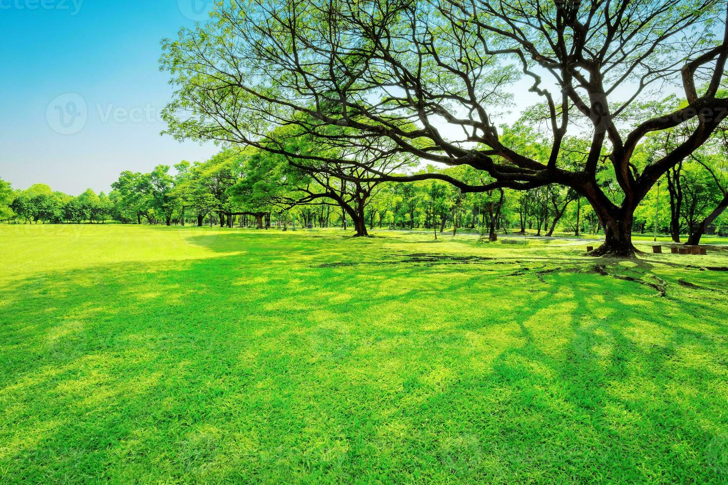 Parks on sunny days With a blue sky background photo