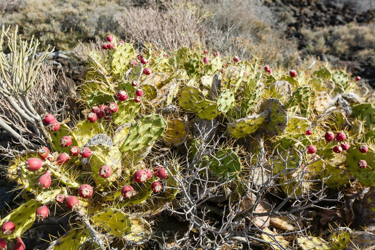 a cactus on the island of tenerife photo