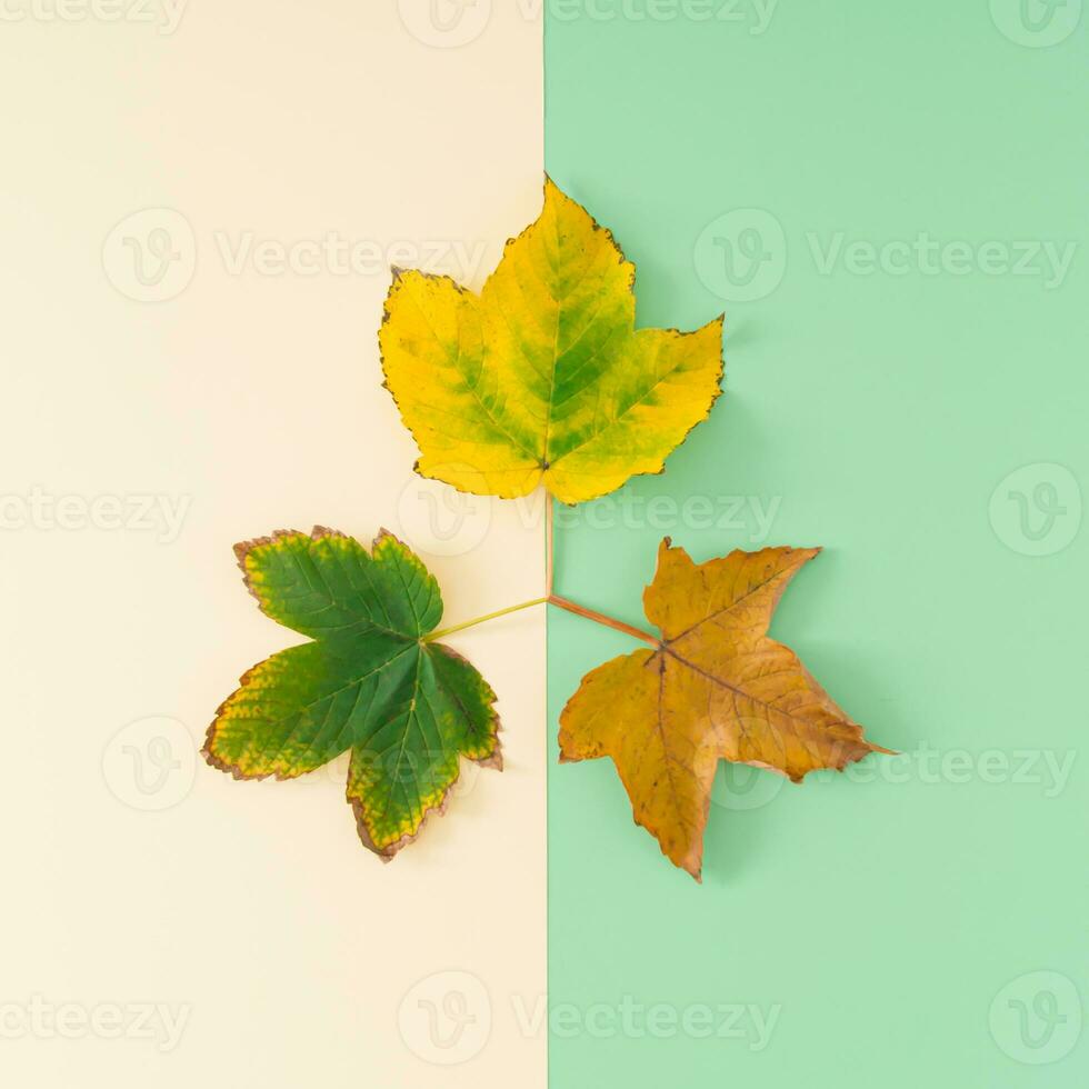 Life cycle. Creative layout of colorful autumn leaves on pastel background. Season concept. Minimal autumn or fall idea. Autumn aesthetic background. Flat lay, top of view. photo