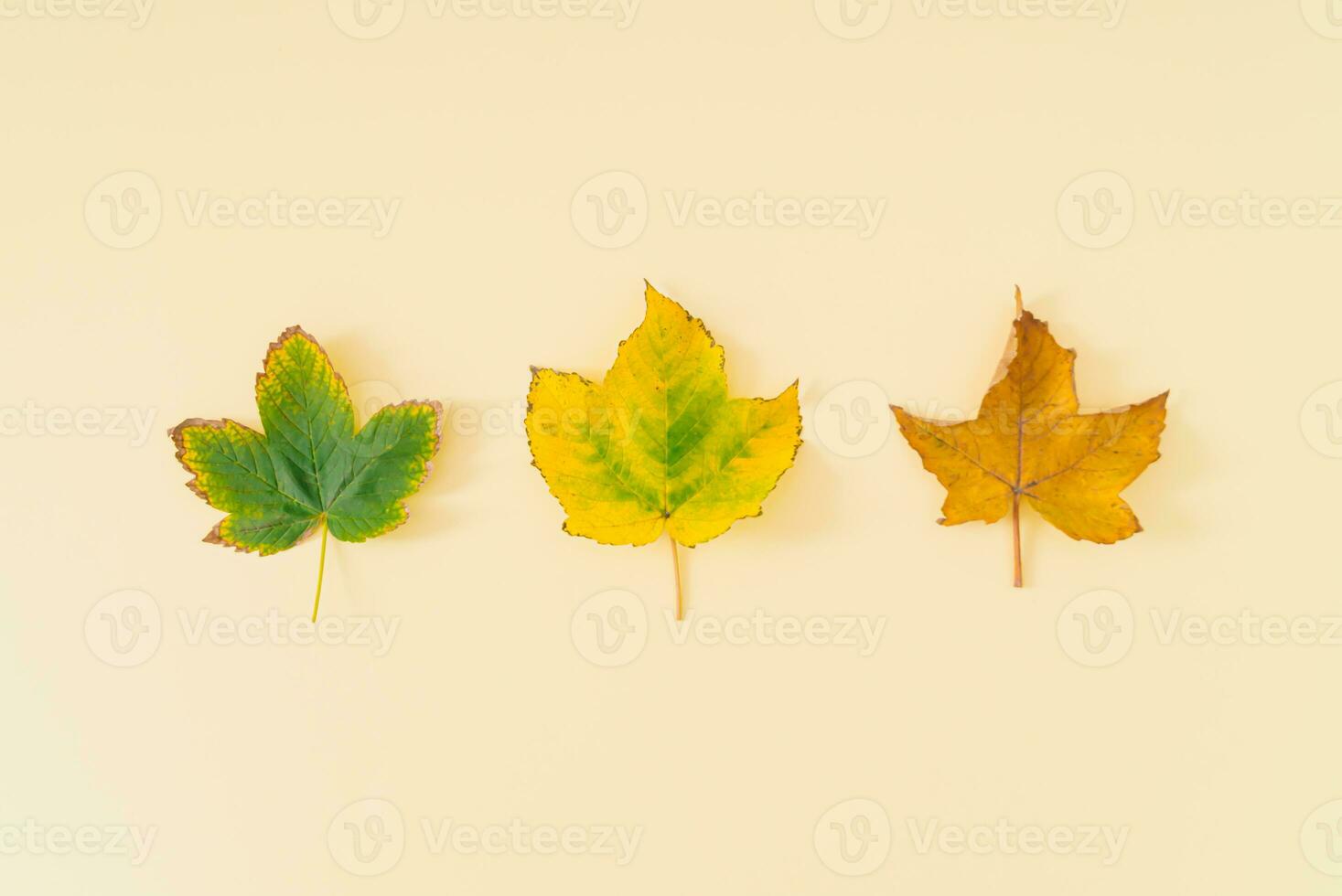 Creative layout of colorful autumn leaves on pastel background. Season concept. Minimal autumn or fall idea. Autumn aesthetic background. Flat lay, top of view. photo