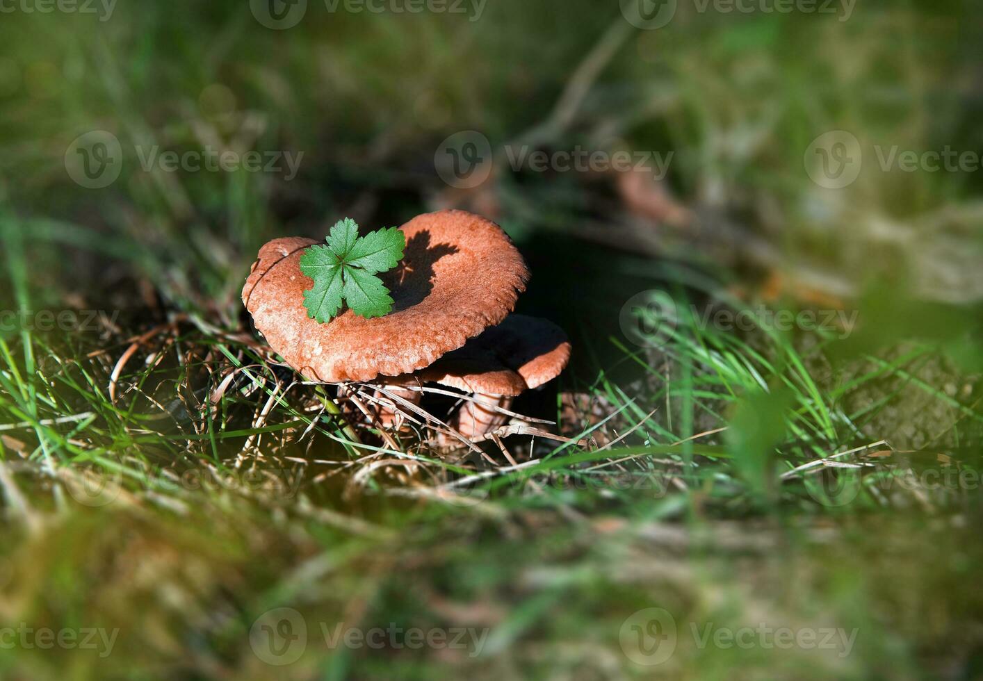 un hermosa bosque seta en el césped, un verde hoja en el gorra. otoño bosque y estación. hongos en el bosque. foto