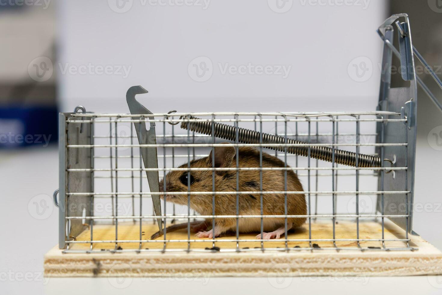 Ratoncito se encuentra atrapado en una trampa de alambre contra el fondo borroso foto