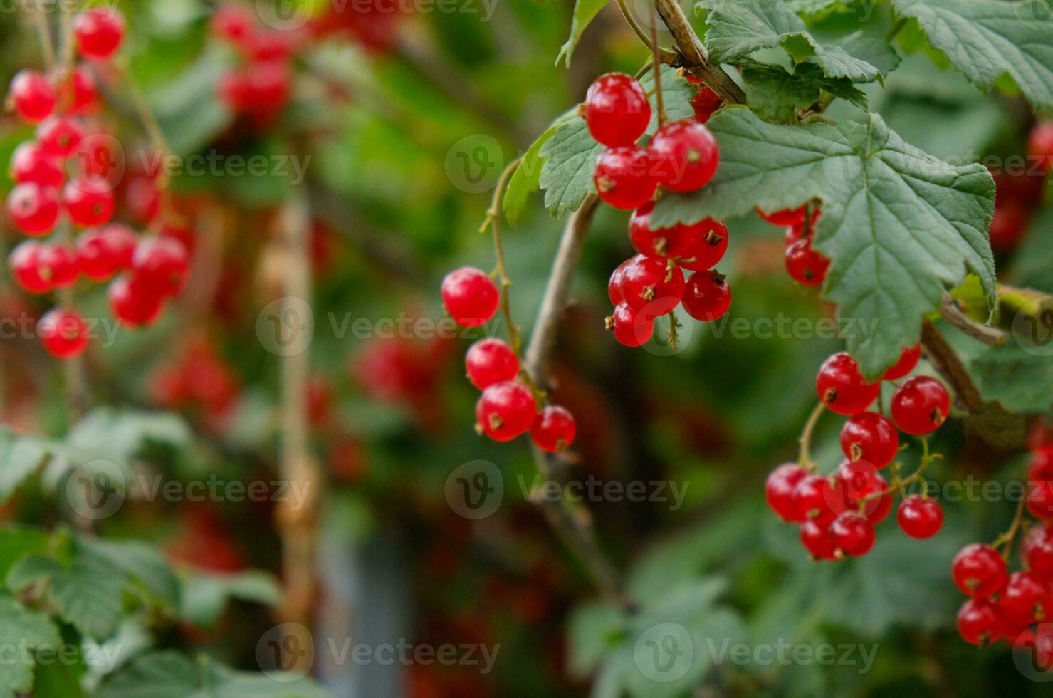 Clusters of ripe red currants hang on a bush. Healthy food concept. Growing plants and berries in the garden. The berries of red currant as a nutrition with vitamins for vegan. photo
