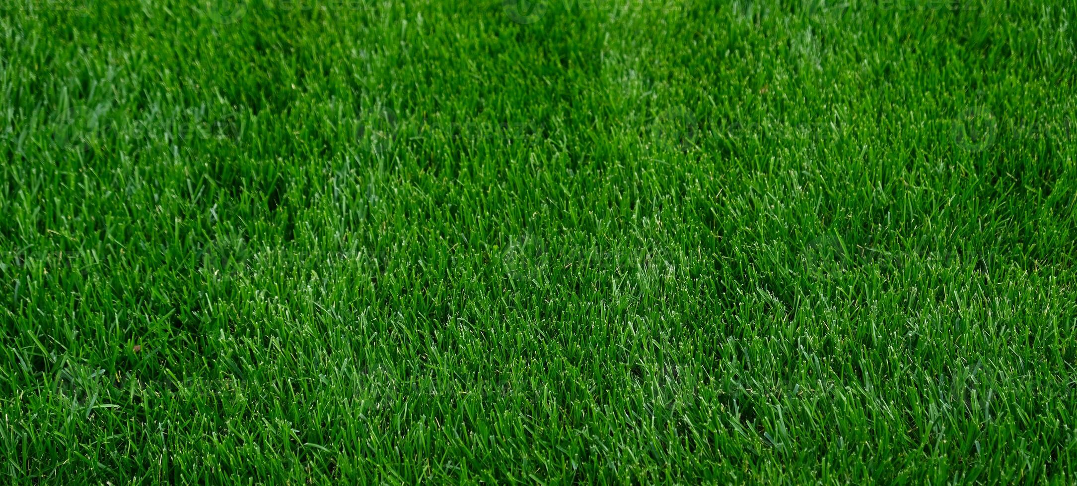 Close-up green grass, natural greenery texture of lawn garden. Stripes after mowing lawn court. Lawn for training football pitch, Golf Courses. photo