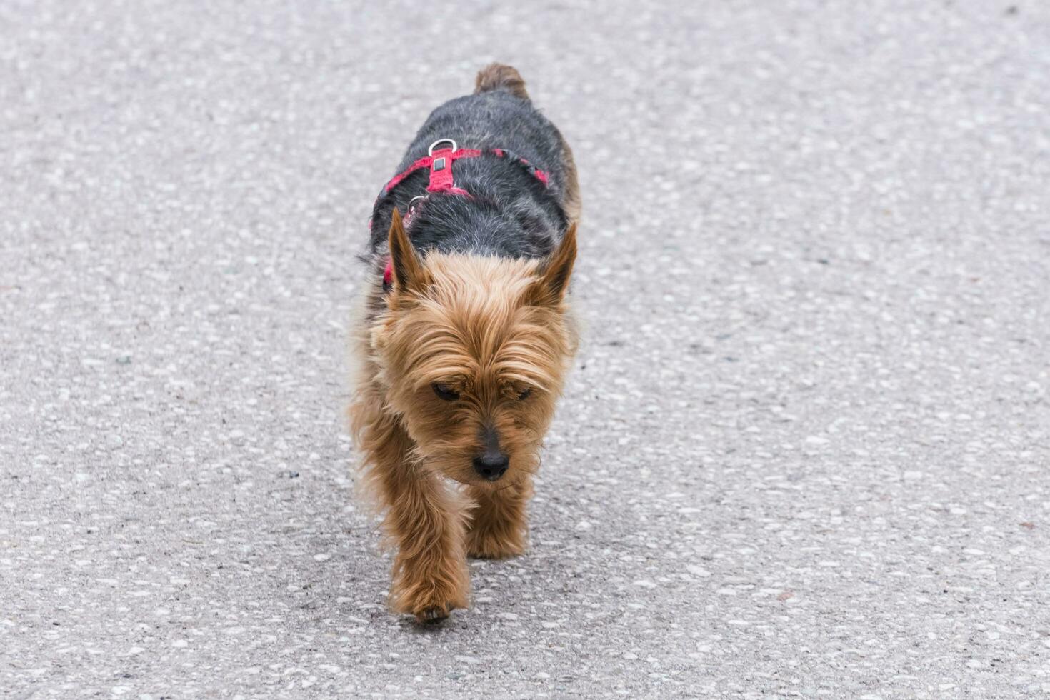 dear dog walks on a gray street photo