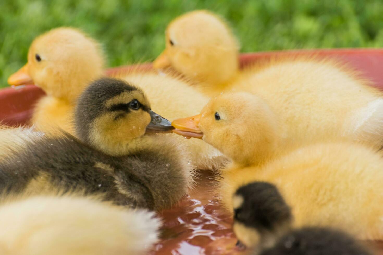 fluffy indian runner duck babys kiss each other photo