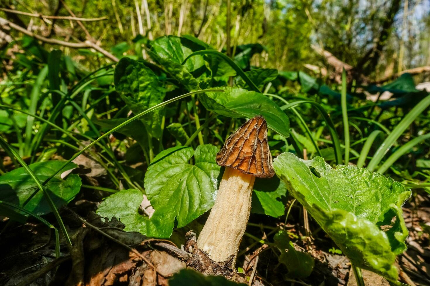 little black morel in between green plants in the spring photo