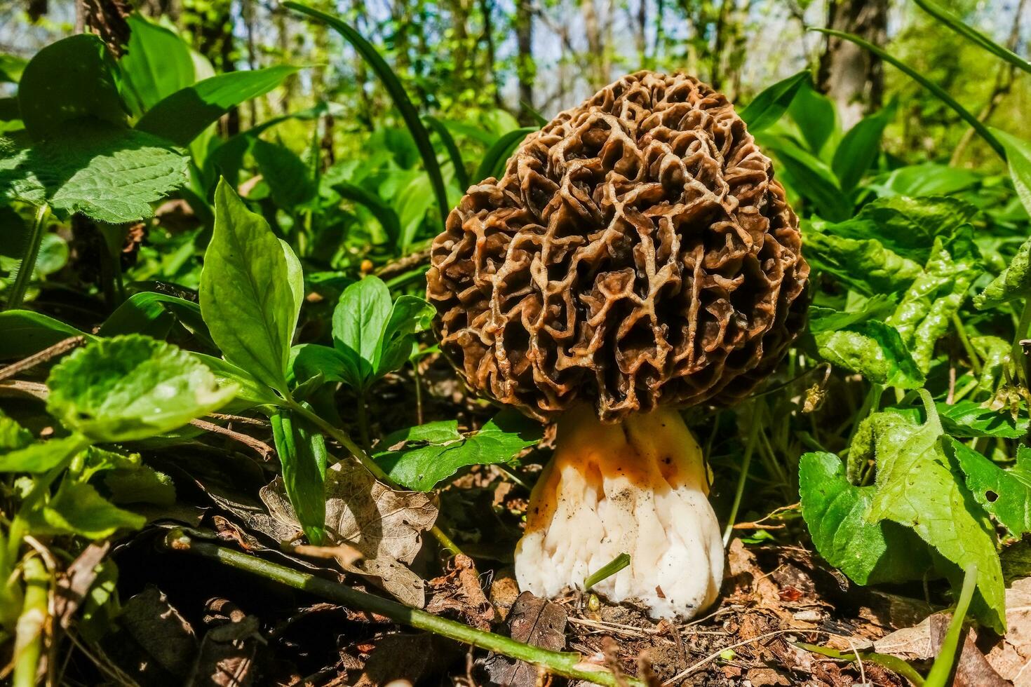 huge morel standing in the forest floor between green plants in the spring photo