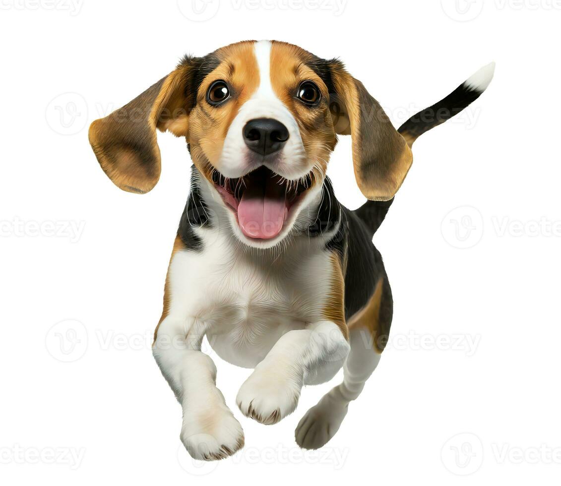 Cute Beagle puppy dog jumping isolated image. Funny pet doggy jump