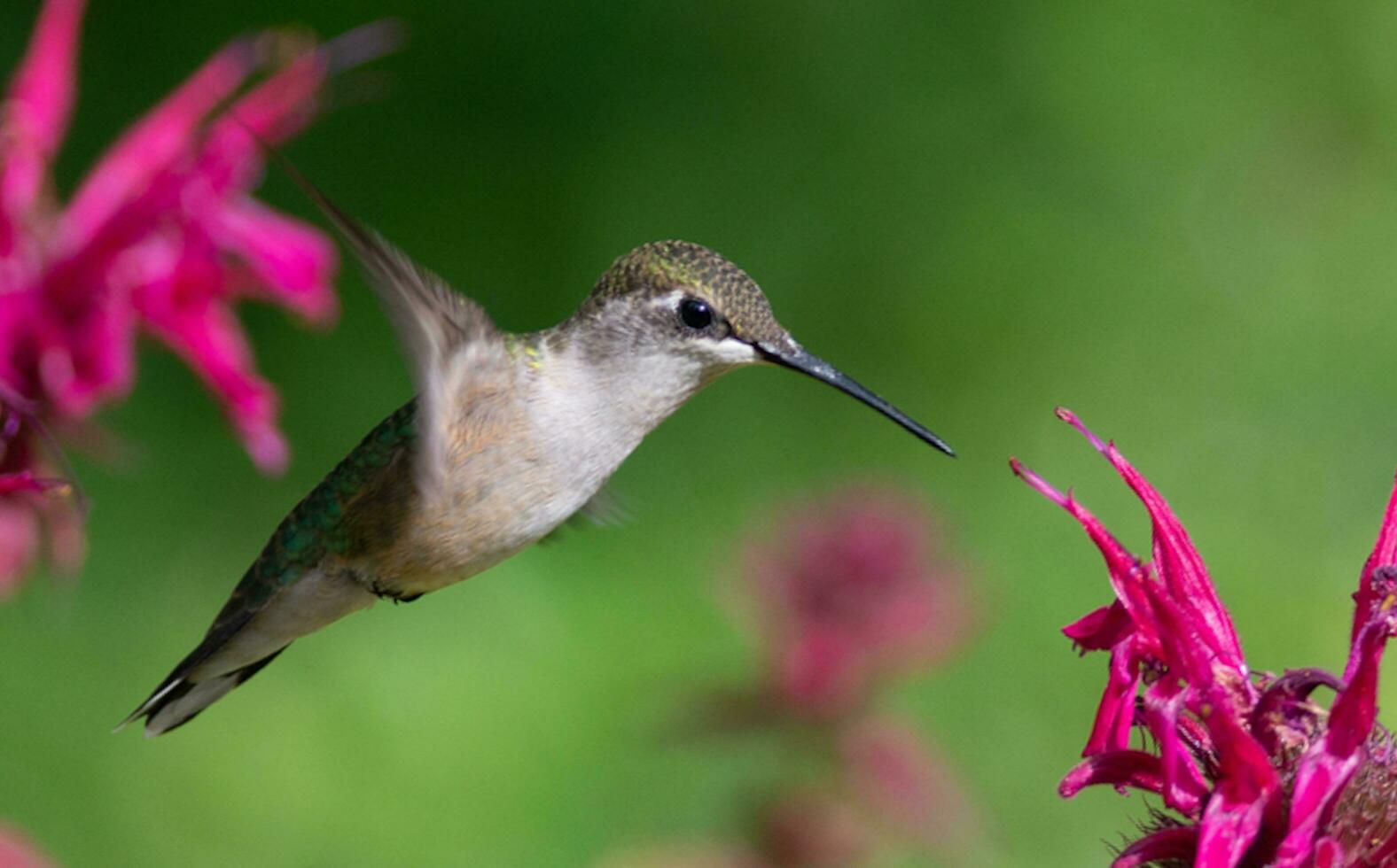 Bird, Green Violet-ear, Colibri thalassinus, hummingbird in flight isolated on a green background, Beautiful Colibri bird sipping honey flower with colorful background. Wildlife photography. photo