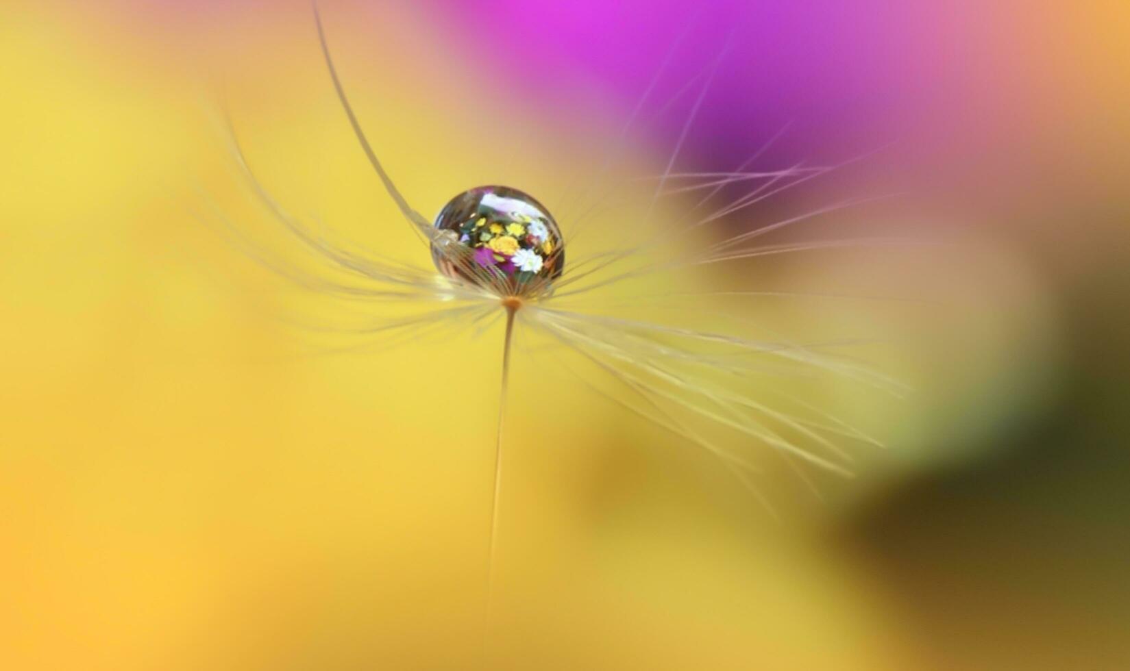 Beautiful Nature Background, Beautiful shiny dew water drop on dandelion seed in nature macro, Soft selective focus, Beautiful Macro Shot of Magic Flowers, Wallpaper, water drop. photo