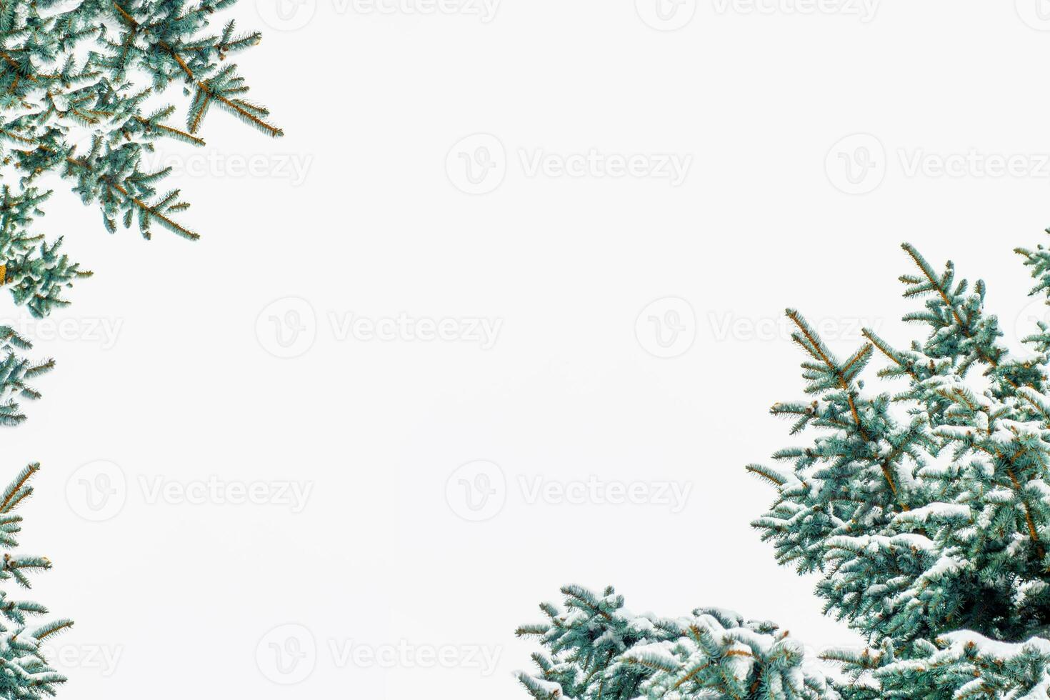 Christmas tree in the snow isolated on a white background. greeting card. photo