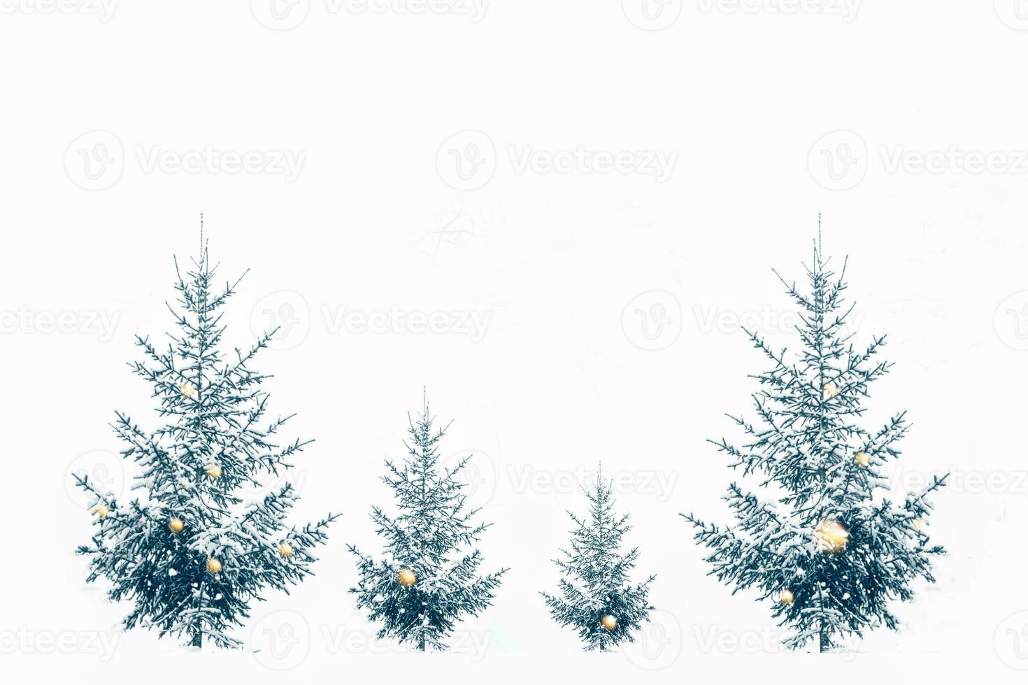 Landscape. Frozen winter forest with snow covered trees. photo